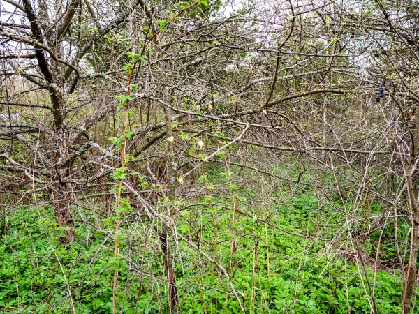 Underbrush Clearing in Shawnee