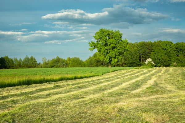 Cost of Vegetation Removal in Shawnee