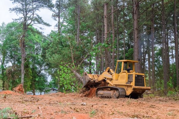 Forest Thinning in Shawnee