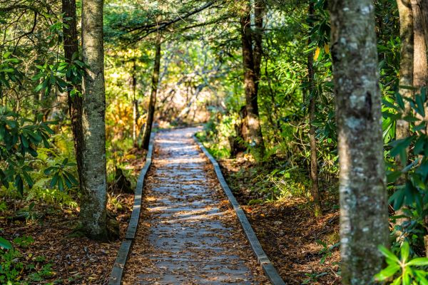 Cost of Trail Clearing in Shawnee